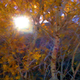 Illustration for article titled Shooting Challenge Fall Leaves Gallery 2